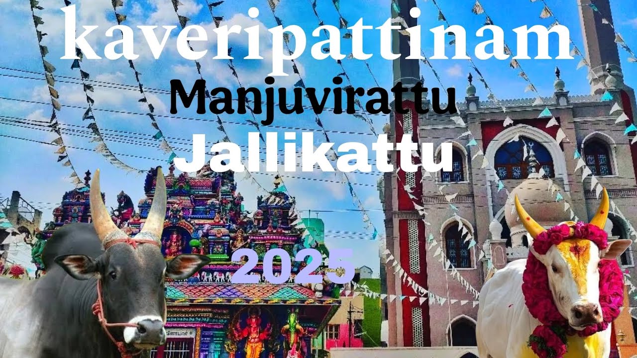 🔥🔥kaveripattinam Manjuvirattu festival and jallikattu #jallikattu #manjuvirattu #kaveripattinam 🔥💥💥
