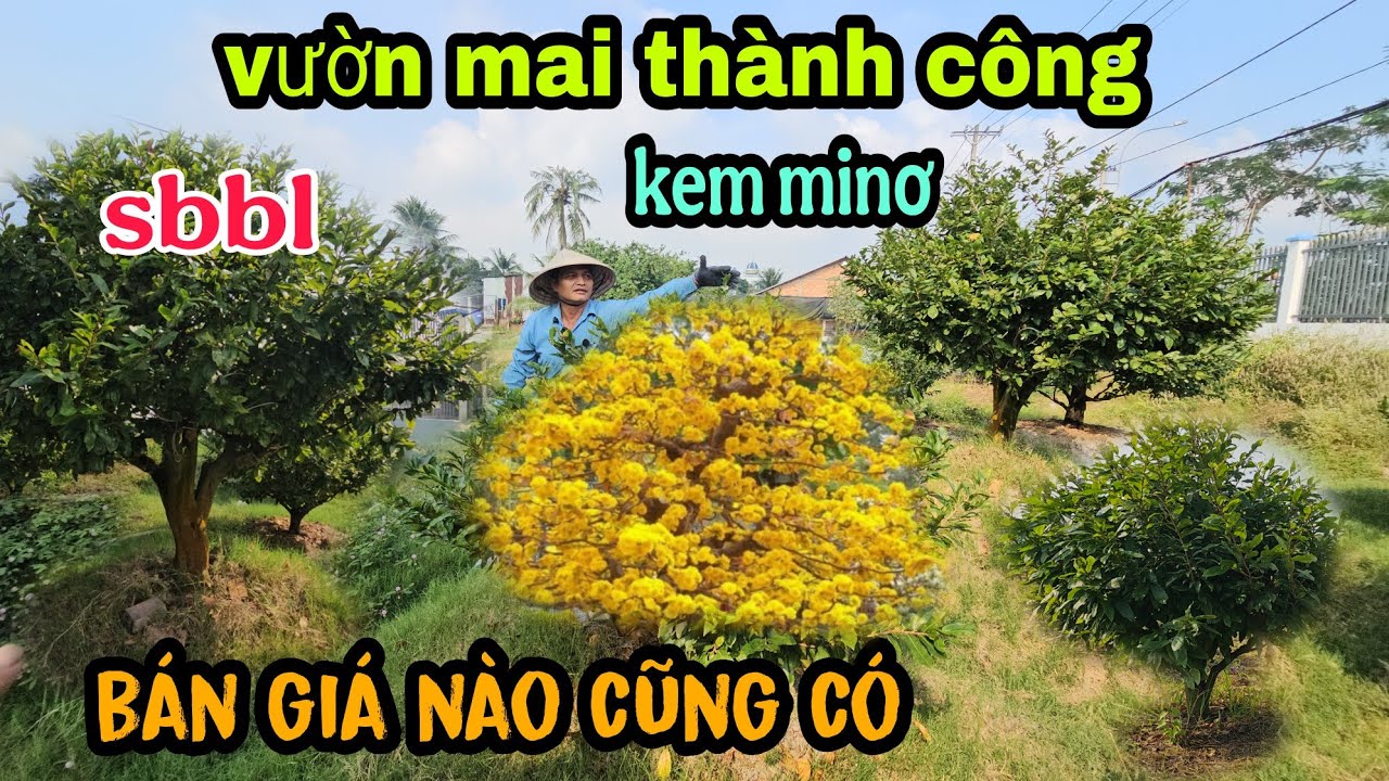 Vườn Mai 