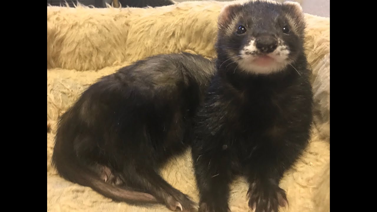 FERRETS YOU MUST SEE THAT 2020