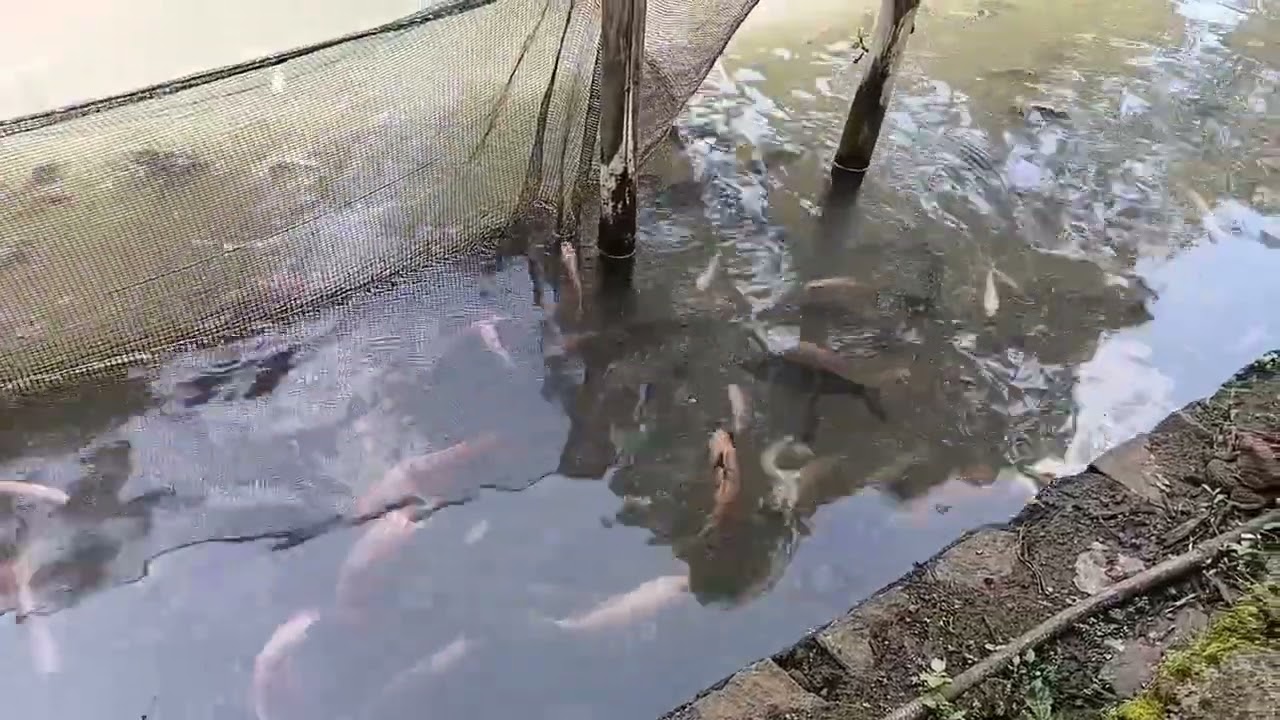 Ikan Nila di Kolam Tanah cepat besar namun tidak merata.