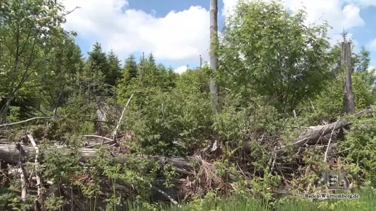 Unterwegs im Nationalpark Schwarzwald (Kurzfassung)