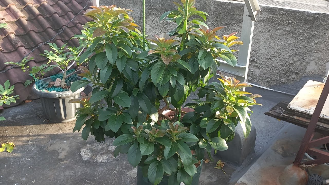 Tabulampot alpukat miki dan red vietnam 6 bulan setelah tanam di planter bag