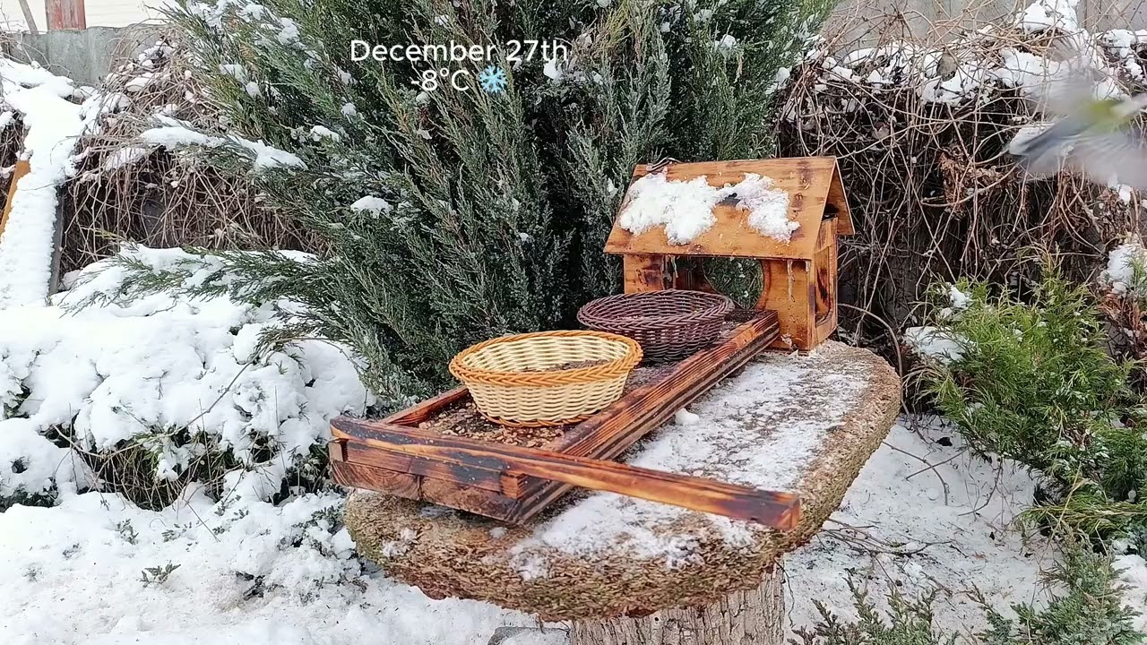 Backyard bird sounds and movements