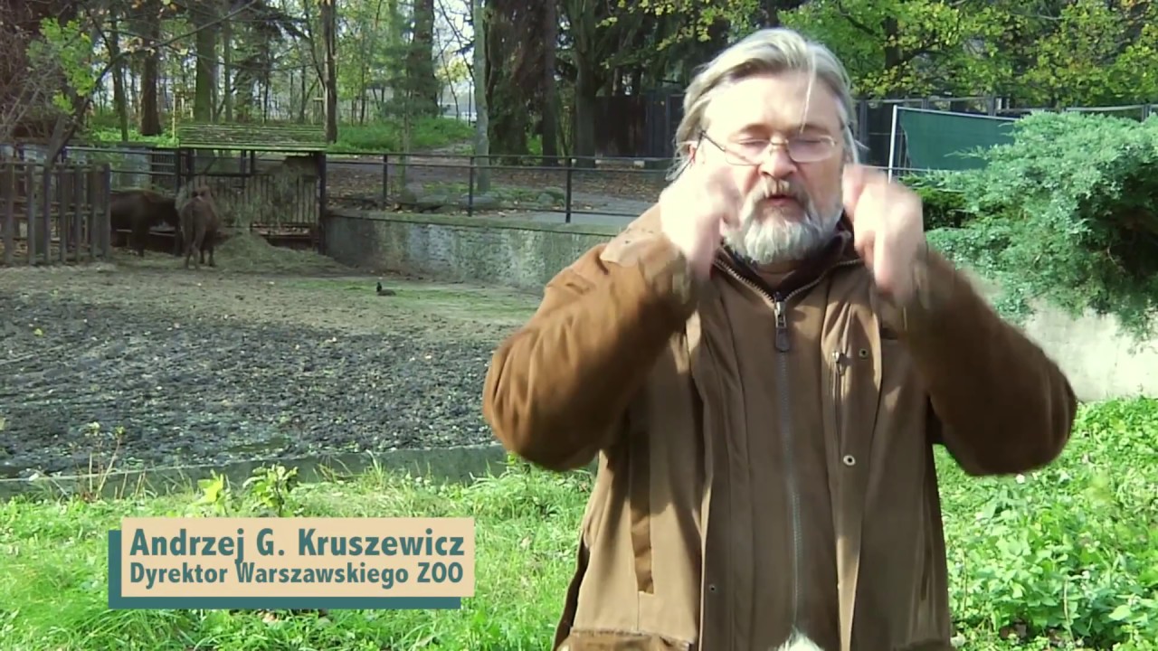 ZOObacz co w Warszawskim ZOO - odc. 11 - Żubry
