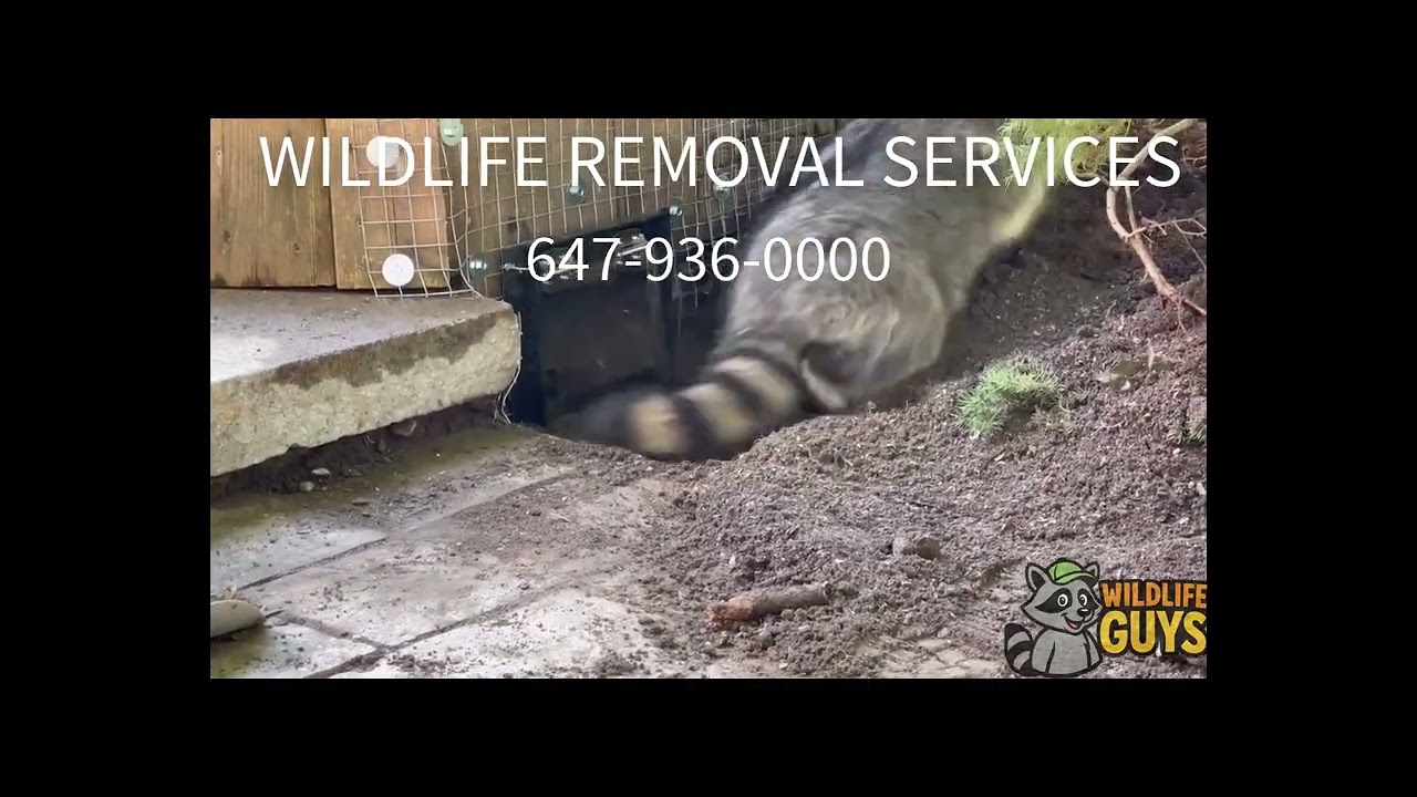 Wildlife Removal by Wildlife Guys | Toronto