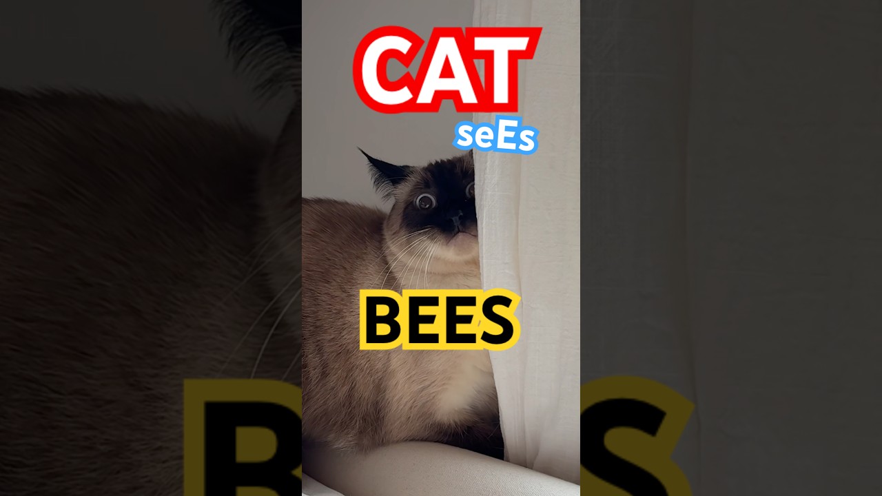 National HONEY BEE DAY we bring U the FULL video of Merv's BEES. enjoy this #classic ,our 1st YT Vid