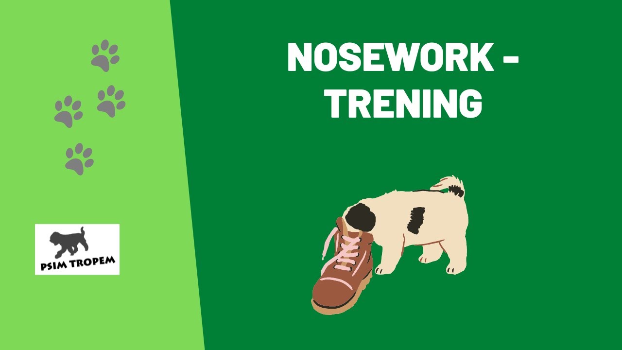 Nosework - trening Misi.