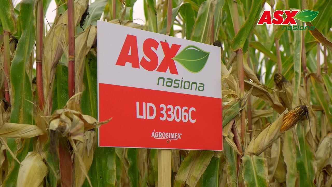 LID 3306C - Nowa średnio-późna odmiana kukurydzy na ziarno