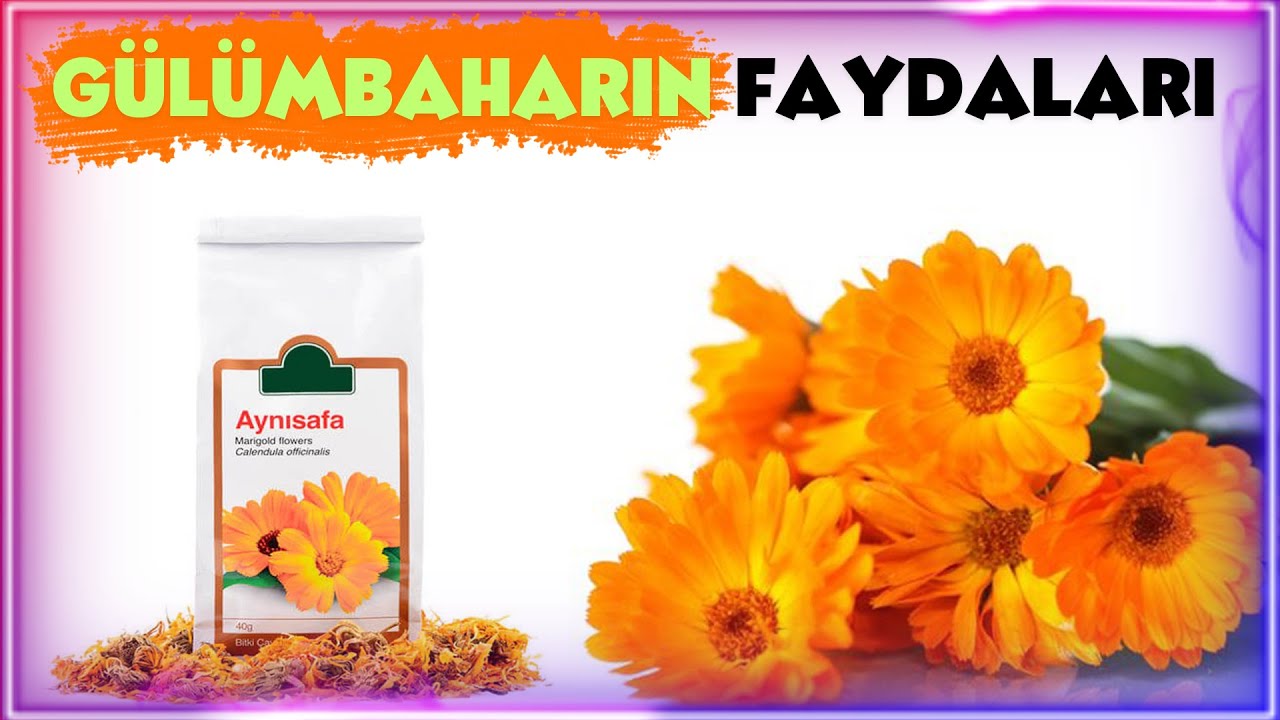G&uuml;l&uuml;mbahar(Aynısefa,Календула)bitkisinin faydaları və zərərləri.Dəmləmə &uuml;sulu və istifadə qaydası.