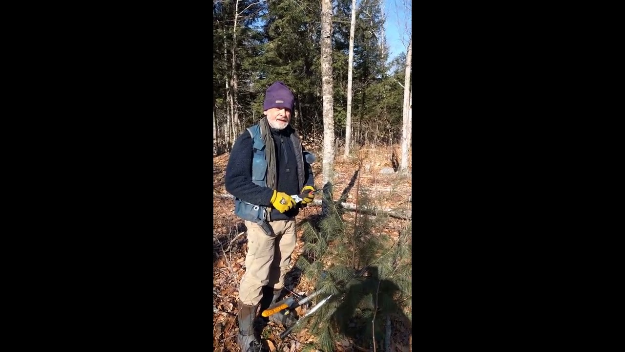 Corrective Pruning White Pine - Mariaville, Maine using the Gardenite hand clippers
