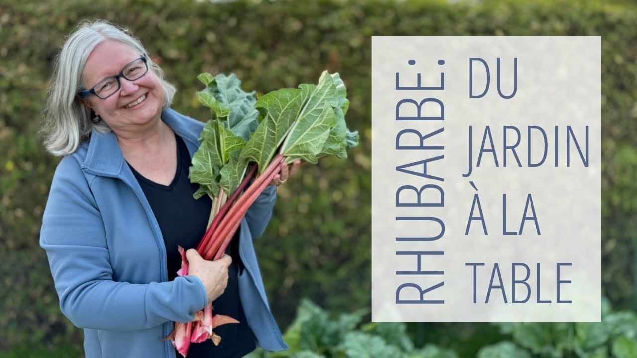 La rhubarbe : comment s'en occuper, la cueillir et la manger