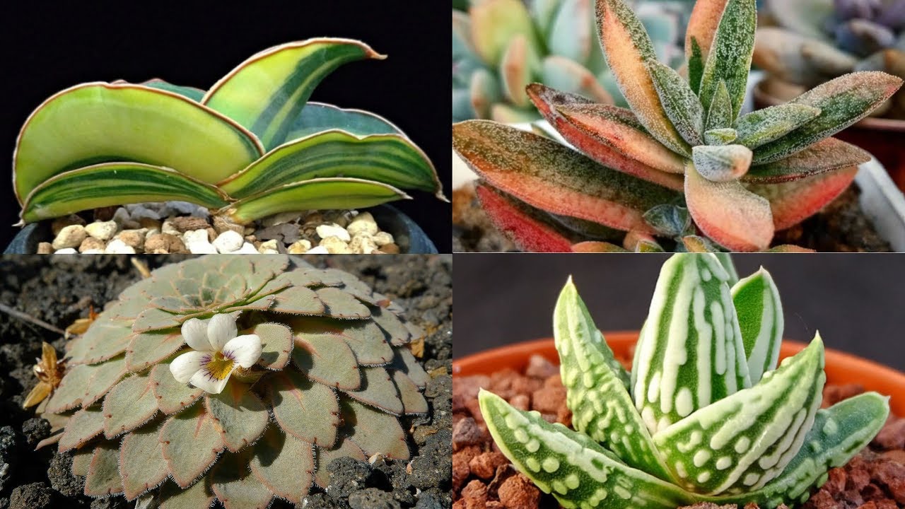 30 SUCULENTAS EXÓTICAS DE BELEZA INCRÍVEL!!!