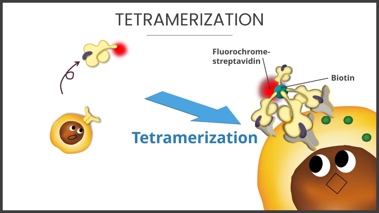 【MHC Tetramer】3. What is the MHC tetramer