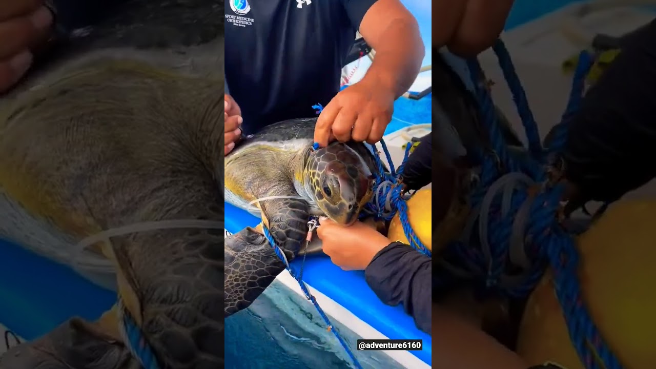 Rescue Sea turtle tied to fishing line🐢 💔#animals #love #rescue ⛑️
