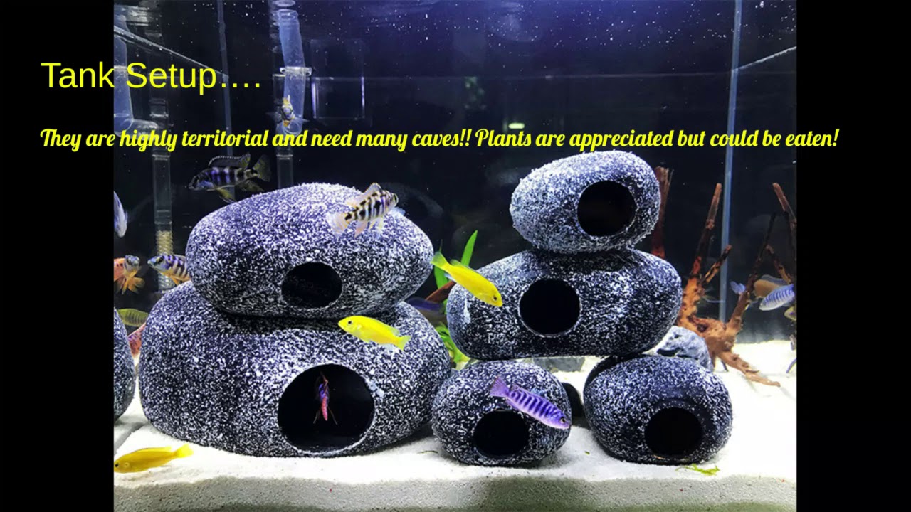 Electric Yellow Cichlid