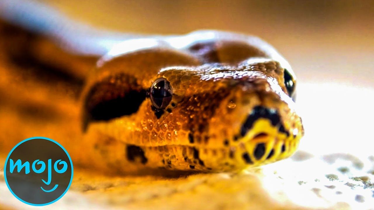 Top 10 Real Life Snake Attack Stories