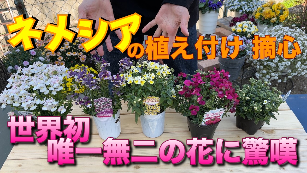 【ネメシアの植え付け・摘心】世界初！？偶然生まれた奇跡の花模様