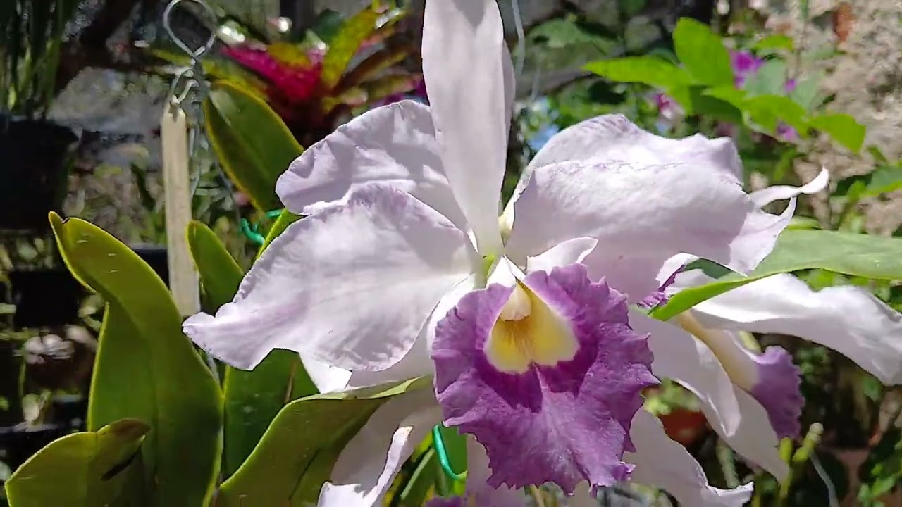 🔴 Orquídea  _ Como Ter Sucesso no Cultivo e Replante 
