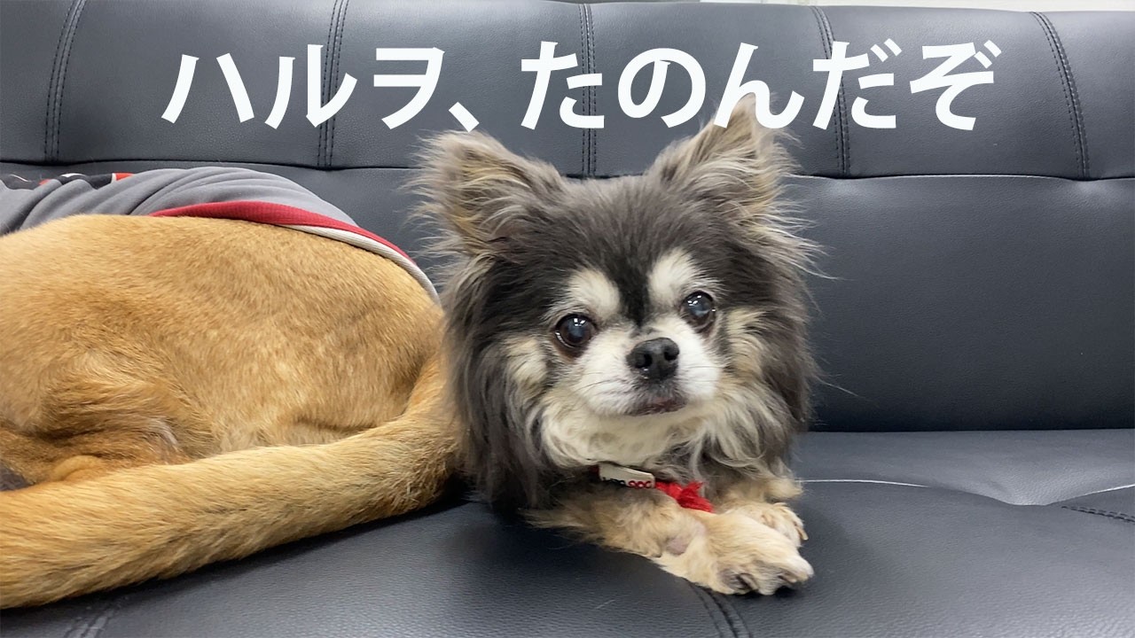 新年のご挨拶とご報告〜新しい家族の元へ〜