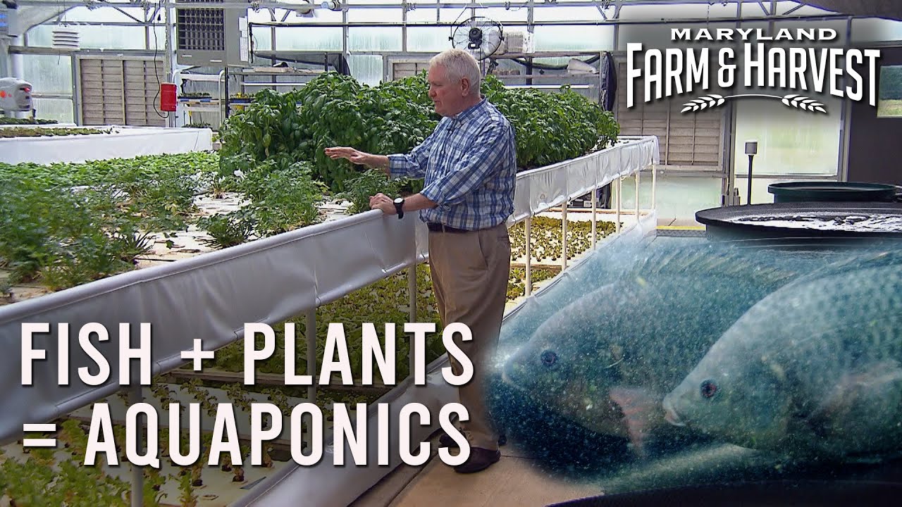 Growing Lettuce with FISH!  |  MD F&H
