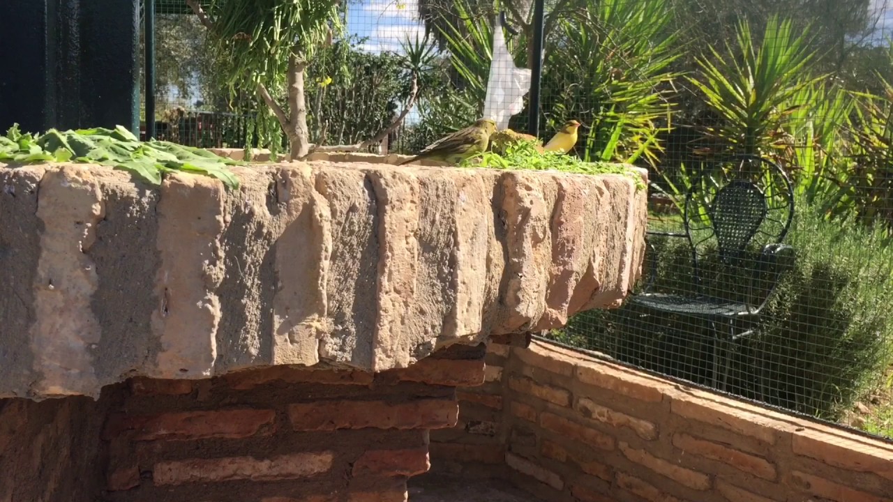 Canarios en voladera 2017