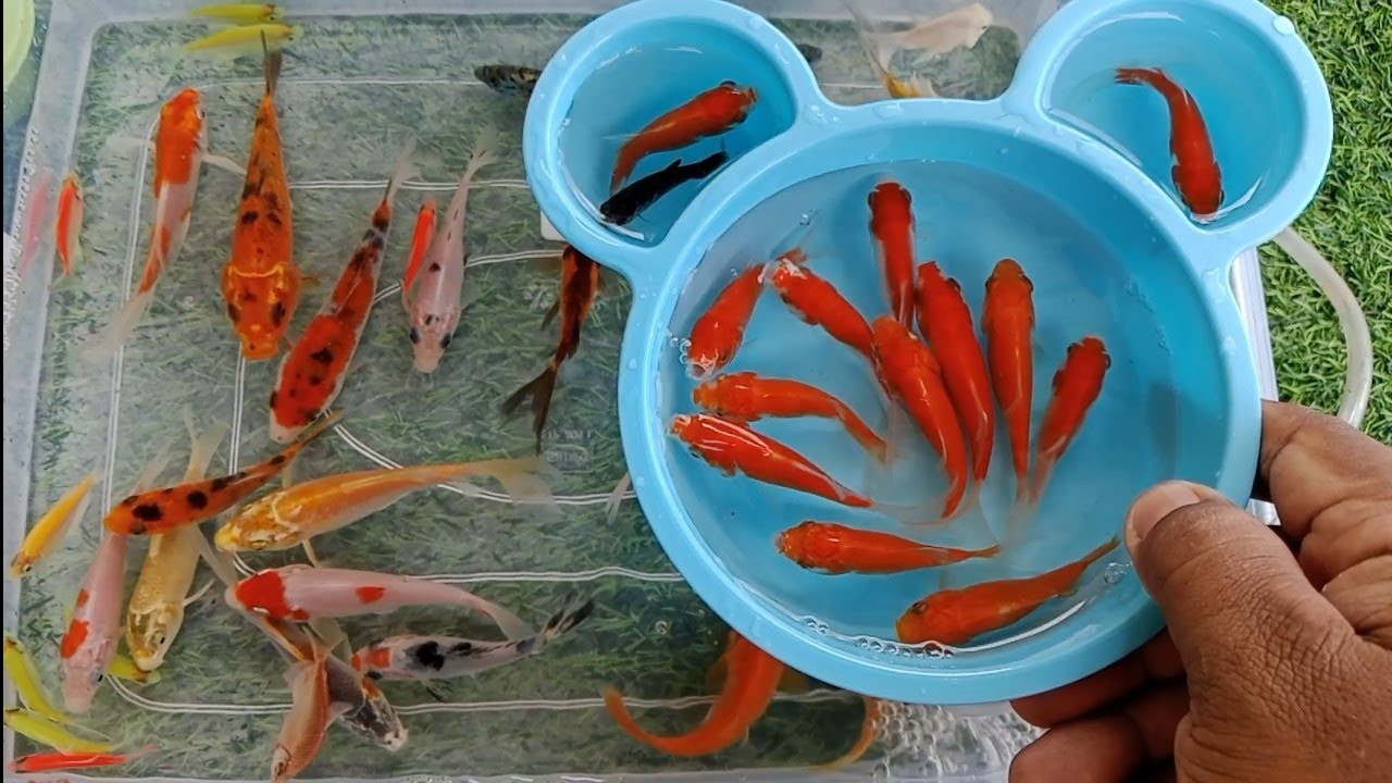 Unboxing ikan warna warni,ikan koi,ikan glawfish, ikan aligator,,kura kura || Pipi and Toys ||