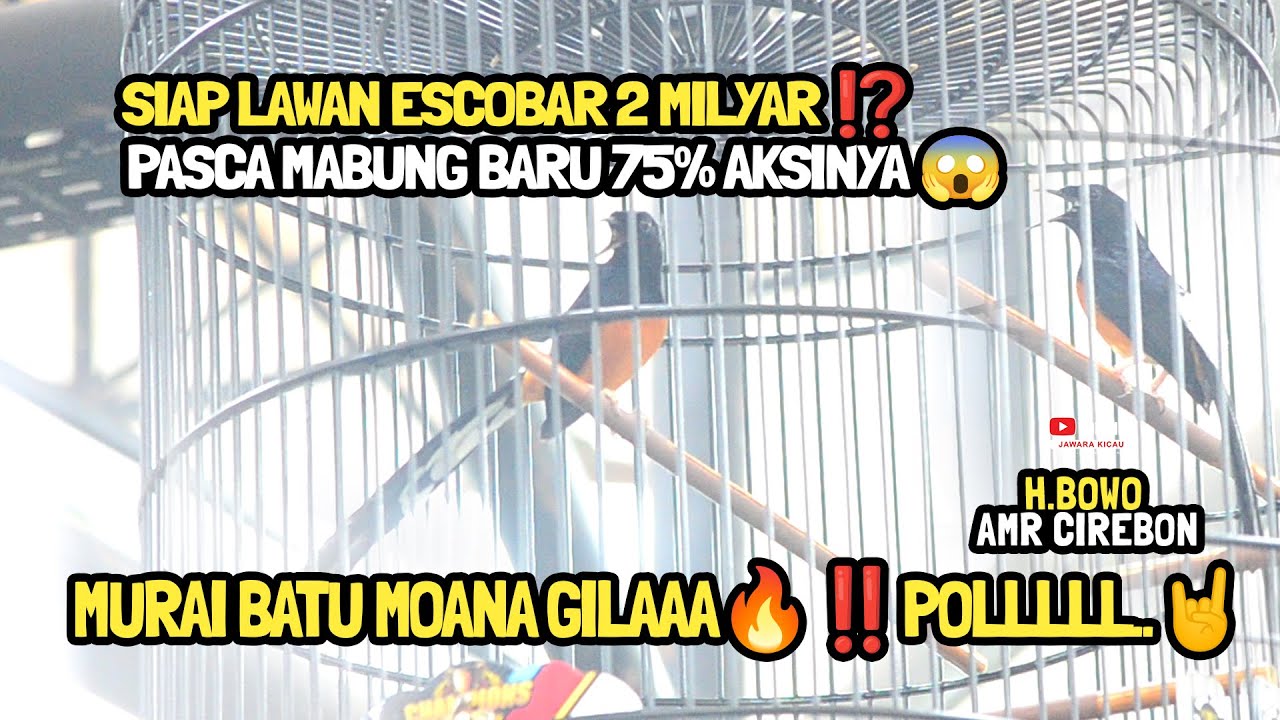 MURAI BATU MOANA GILAAA🔥‼️POLLLLL..🤘 SIAP LAWAN ESCOBAR 2 MILYAR ⁉️ PASCA MABUNG BARU 75% AKSINYA 😱
