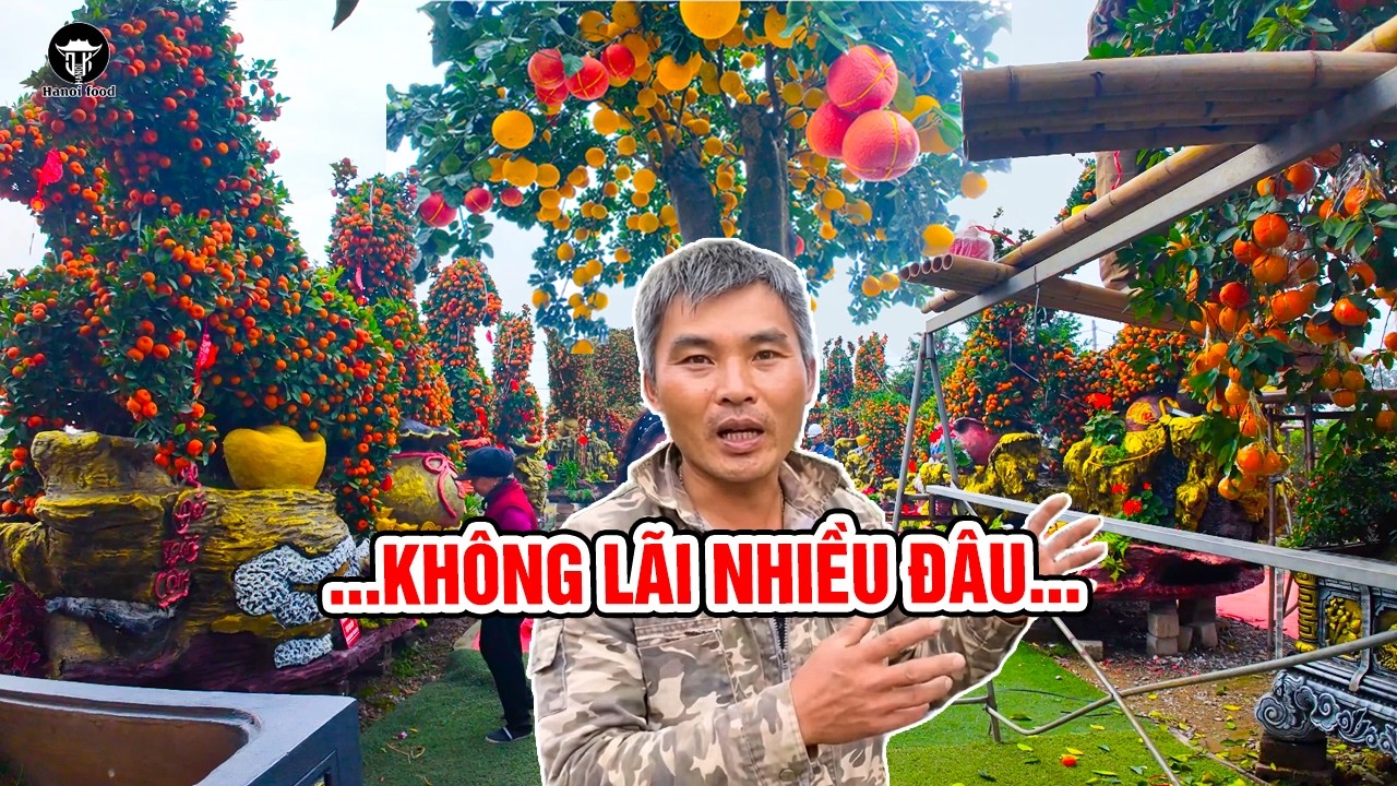 Quất dáng NGỰA đang HOT 🔥 Làm 1 cây mất bao lâu mà giá 500 TRIỆU?
