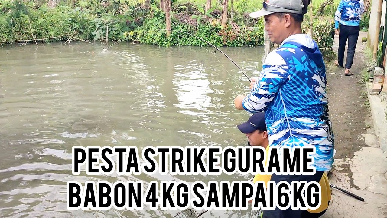 Pesta strike gurame babon 4 kg sampai 6 kg‼️pelengkap ikan mas dan nila