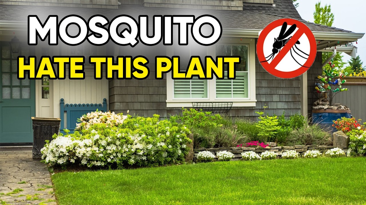 10 мощных растений, которые естественным образом отпугивают комаров (Наслаждайтесь спокойными лет...