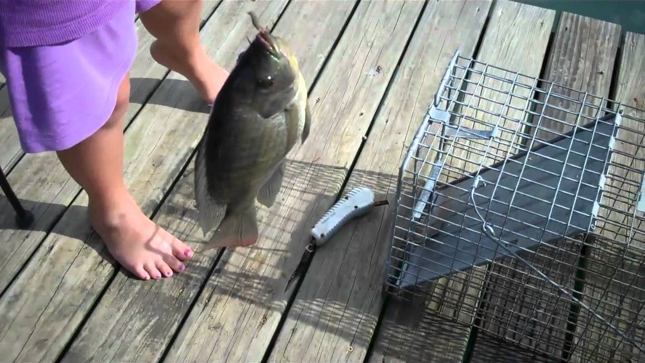 Madison Fishing - New Fingerling Fish Are Growing Lake Clearing Up