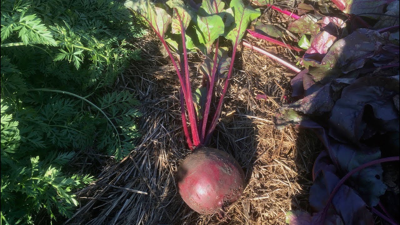 How to harvest beets for long-term winter storage
