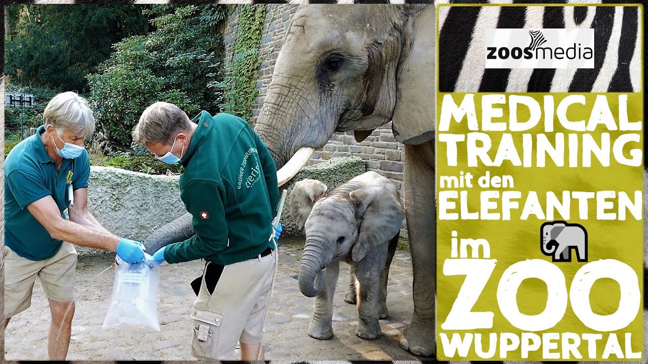 Zoo Wuppertal: Medical Training mit den ELEFANTEN 🐘 | zoos.media