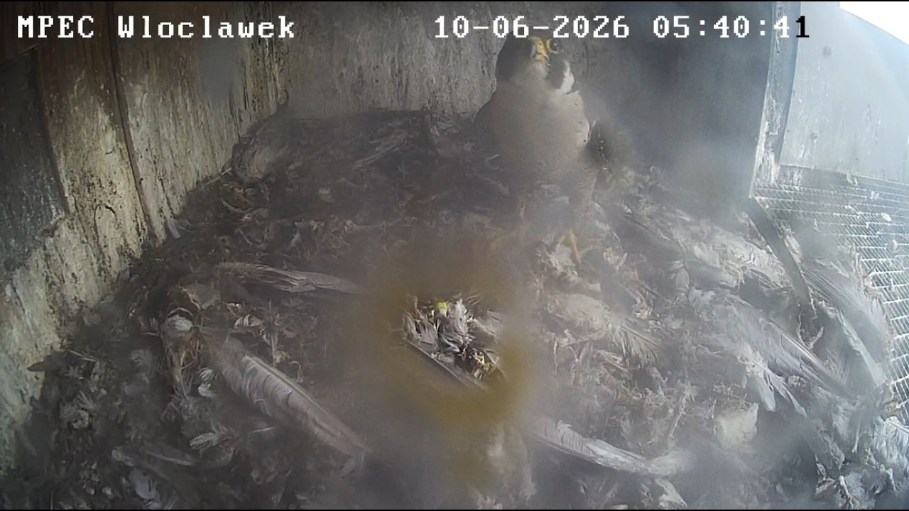 Włocławek MPEC 10 06 2026 1 ~ Szkwał z wizytą, na antresoli
