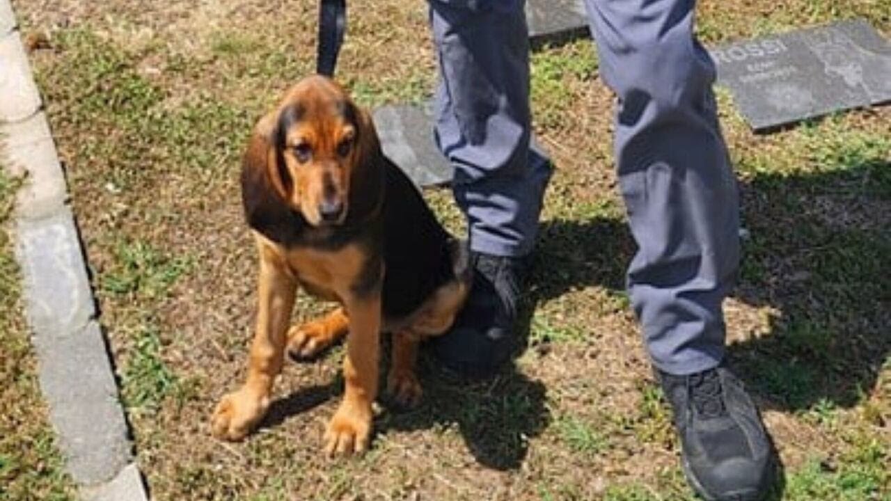 Dade County deputy fired after K-9 dies in hot car