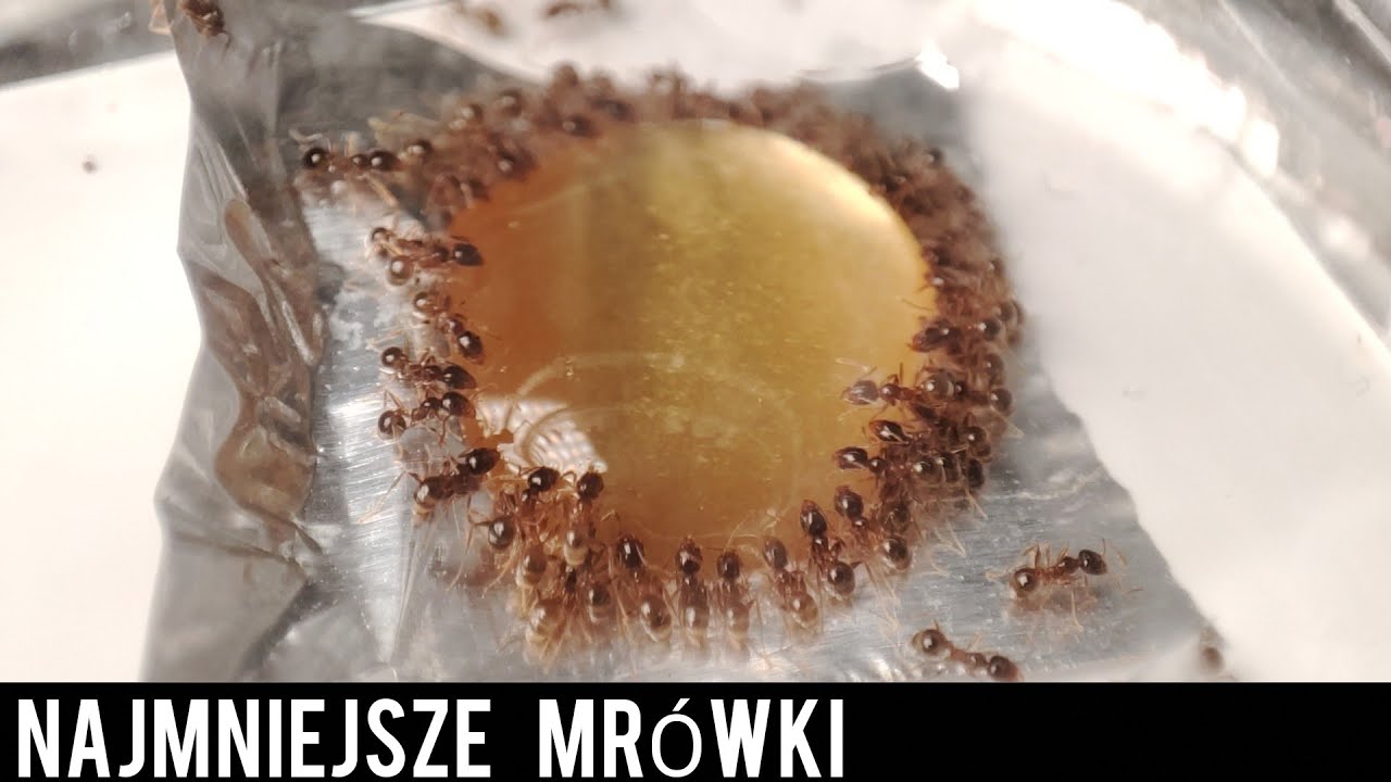 Najmniejsze mrówki na hodowli😊-Unboxing