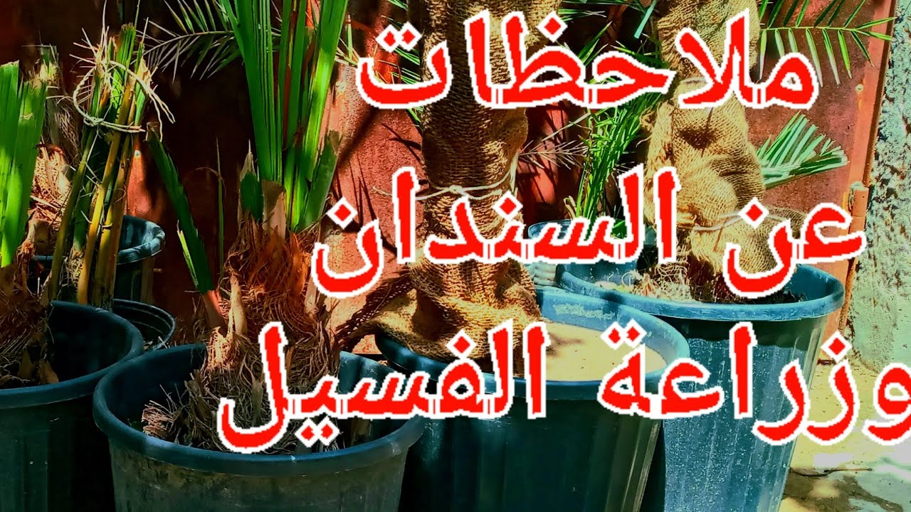 ملاحظات مهمه عن السندان وزراعة الفسيل !!