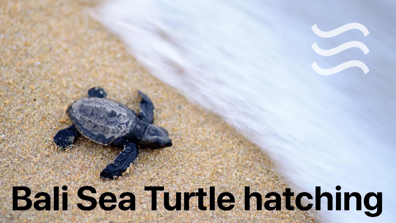 Sea Turtle Survival in Bali #creatorsforchange