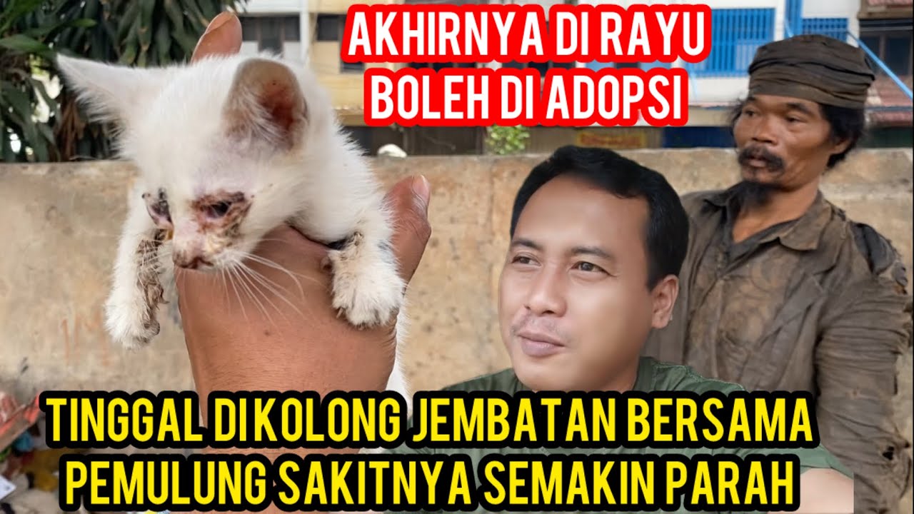 ANAK KUCING SAKIT YANG TINGGAL BERSAMA PEMULUNG AKHIRNYABISA ADOPSI ..‼️