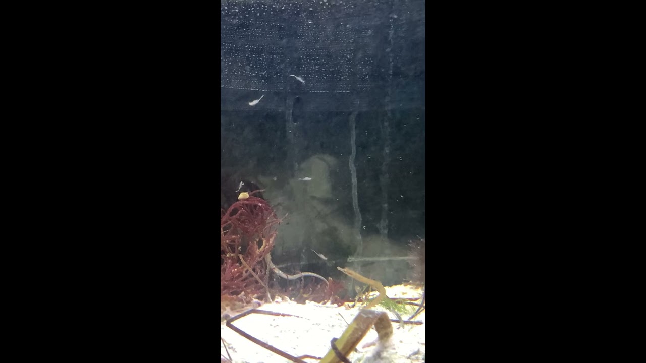 Tank Raised Dwarf PipeFish and Seahorses eating live Brine shrimp wow rare footage Amazing!