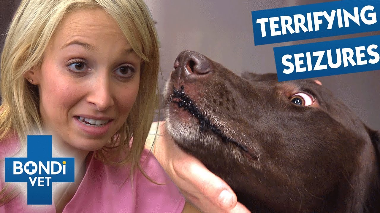 Toxic Plant Is Poisoning This Dog! 💔 Bondi Vet