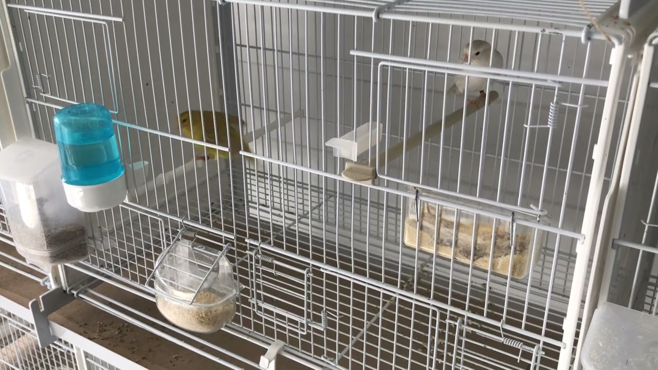 Canary breeding season March 2023 Some couples are formed.
