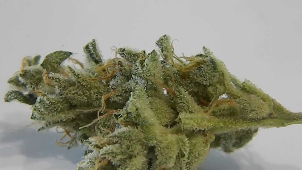 MajorBurns Veganic Critical Jack Herer