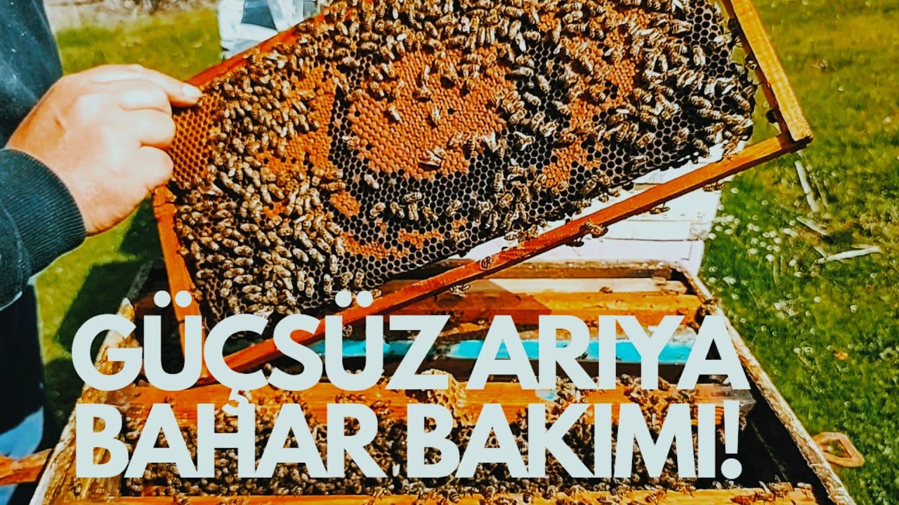 GÜÇSÜZ KOLONİLERE İLKBAHAR BAKIMI!/ZAYIF ARILARA İLK BAHAR BAKIMI!/KOLONİ YÖNTEMİ...