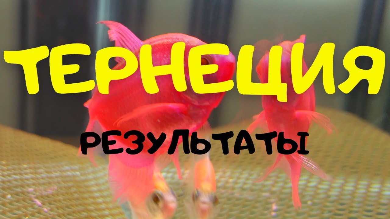 ТЕРНЕЦИЯ РЕЗУЛЬТАТЫ НЕРЕСТА. Разведение неона - как бизнес идея.