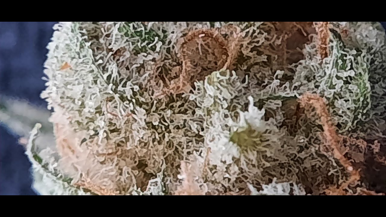 COME SEE how Grow Healthy's 'Guava Gas' FLOWER is smokin....June 2023