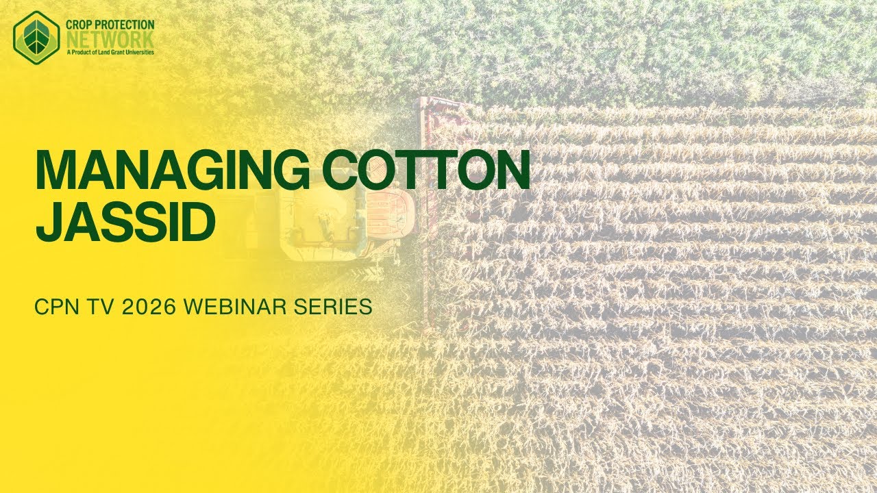 Managing Cotton Jassid