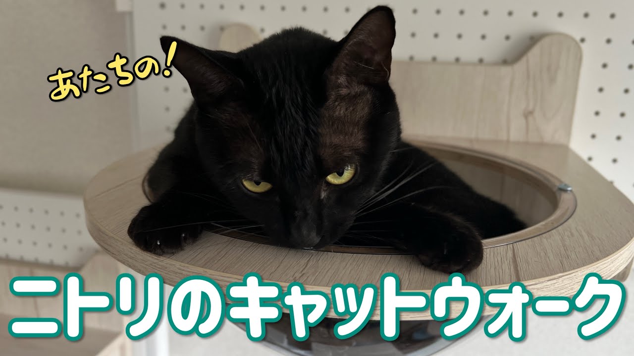 ニトリのキャットウォークがうちに来た！