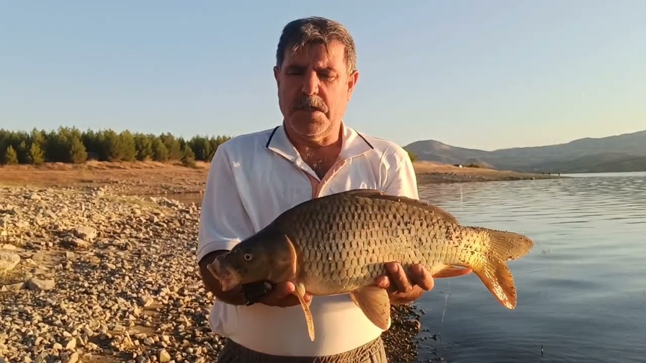 Yine bereketli bir av oldu.Keban barajı sazan avı.Üç  büyük balık aldık.limit altı çok saldık.