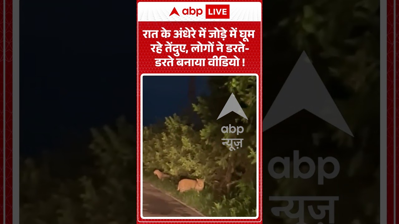 Viral Video :  रात के अंधेरे में जोड़े में घूम रहे तेंदुए, लोगों ने डरते डरते बनाया वीडियो ! |